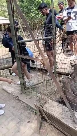 A group of people are gathered around an enclosure containing several goats. A young girl in a white shirt and denim skirt extends her hand towards the goats, appearing to offer them something. Behind her, adults stand on a walkway, some looking down at the animals. The enclosure is surrounded by a fence, and a wooden bridge is visible in the background, with more people on it. The environment appears to be an outdoor park or zoo, with trees and a hillside visible.