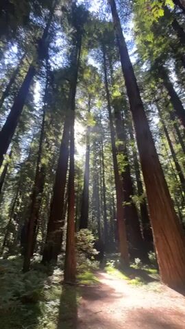 This is a vertical video taken from a low angle looking up at a grove of redwood trees. The sun is shining through the canopy, creating rays of light that pierce the shadows. A dirt path curves through the forest floor, which is covered in ferns and other green vegetation. The video is mostly still, with only slight camera movement and a gentle sway of the branches visible.