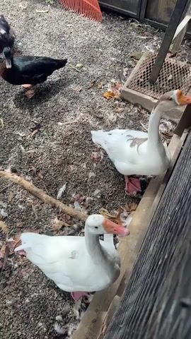 A video shows several geese in an outdoor enclosure. Two white geese with orange beaks are in the foreground, looking towards the camera. A black duck is in the background. The ground is covered with gravel and scattered feathers. A red rake is visible in the upper left corner. The enclosure appears to be made of wood and metal.