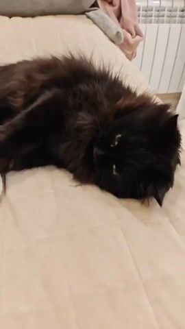 The video shows a fluffy black cat lying on a beige quilted surface. The cat's head is turned towards the camera, and its green eyes are visible. In one section of the video, the cat is holding a small, blue and white speckled toy in its paws. The background is blurred, but appears to be an indoor setting with some furniture visible. The lighting is soft and natural. The video is short, lasting only a few seconds.