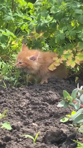 A small, fluffy orange kitten is in the foreground of the video, crouched low in dark, tilled soil amidst green foliage. The kitten is facing left, with its head down as if sniffing or nibbling at the grass. Its fur appears tousled, and its eyes are open. The background consists of dense green leaves and some yellowed foliage, suggesting an outdoor garden setting. The lighting is natural and appears to be daytime. The camera is positioned at a low angle, close to the ground, emphasizing the kitten's small size within its environment.