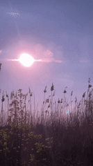 Dreamlike sunset footage captured in rural Russian grasslands