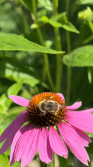 Macro garden photography with bumblebees on summer coneflowers