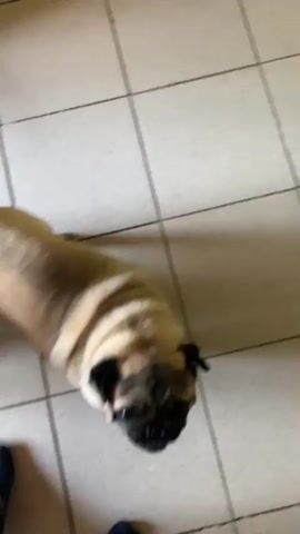 The video begins with a blurred image of a dog lying on a tiled floor. The scene then transitions to a pug standing on a sofa with a tiger-striped fabric. The pug is facing the camera, and a pillow is visible behind it. The dog appears to be looking directly at the camera. The background consists of a tiled floor and the patterned sofa. The video is short, with minimal movement captured.