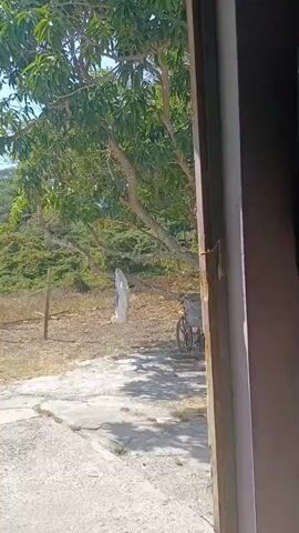 The video shows an outdoor scene viewed through a doorway. In the foreground, the edge of a wooden doorframe is visible on the right. The ground in front of the doorway is concrete with cracks. Beyond the concrete, there is a dry, grassy area. A wooden post stands in the dry grass. A tree with green leaves and branches stretches across the scene. Hanging from one of the branches is a white object, possibly clothing. In the background, a bicycle with a basket is parked. The landscape behind the tree appears hilly and covered in vegetation. The lighting suggests it is daytime with bright sunlight. There are no people visible in the frame.