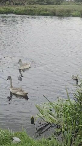 The video shows two cygnets swimming in a river. The cygnets are grey and fluffy, with long necks. They are swimming towards the left side of the frame. The river is calm and there are lily pads floating on the surface. There is grass on the bank of the river in the foreground. The background is blurred, but it appears to be trees and foliage. The video is shot from a slightly elevated angle.