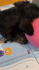 Small dog plays with pink toy on colorful mat