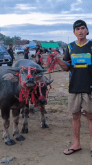 Traditional water buffalo gathering documented in Indonesian lakeside village