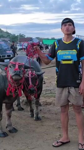 A young man is standing in a dirt clearing, holding the reins of two water buffaloes. The buffaloes are decorated with red headstalls and tassels. The man is wearing a black baseball cap, a black t-shirt with blue and yellow accents, tan shorts, and flip-flops. In the background, there are several vehicles and other people, some of whom are also with water buffaloes. The sky is overcast, suggesting it might be early morning or late afternoon. The overall setting appears to be a rural area, potentially a gathering place or a market related to livestock.