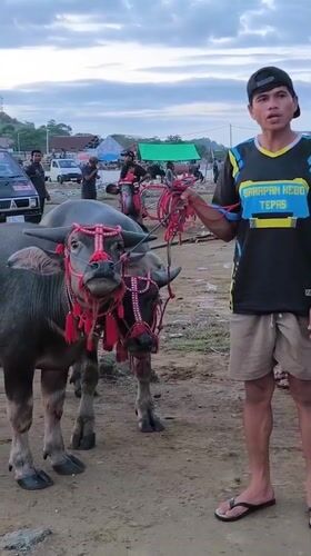 Traditional water buffalo gathering documented in Indonesian lakeside village