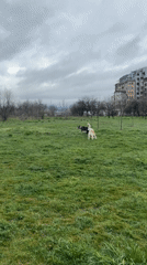 Dogs play together on green field in Plovdiv