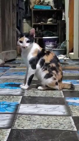 A calico cat sits on a tiled floor. The cat has white, black, and orange patches of fur. The cat is facing the left side of the frame. The cat begins to lick its paw. The cat continues to lick its paw. The cat continues to lick its paw.