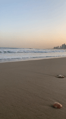 Dogs play on Tel Aviv beach in early morning hours