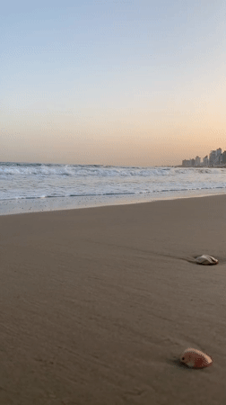 Dogs play on Tel Aviv beach in early morning hours