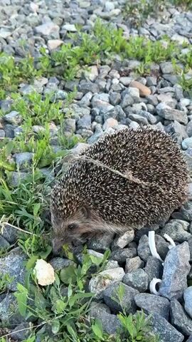 A hedgehog is shown foraging on the ground. The hedgehog is surrounded by small rocks and green plants. The hedgehog is sniffing at a small piece of white material on the ground. The hedgehog is facing the left of the frame. The hedgehog's spines are visible. The ground is covered with a mixture of grey rocks and sparse green vegetation. There is a piece of white debris on the right side of the frame. The video is shot from a high angle, looking down at the hedgehog.