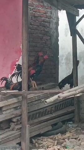 The video shows three roosters in an outdoor enclosure. The enclosure has a brick wall on the left, a wooden structure with a roof, and a pile of wooden planks and bamboo in the foreground. Two roosters are standing together near the brick wall, and one rooster is visible further back in the enclosure. The roosters are brown and black with red markings. The environment appears to be rustic and possibly rural. There are no people visible in the video. The roosters are standing and appear to be alert.