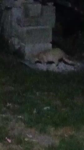 A blurry, nighttime video shows a tan, four-legged animal walking near a stone structure. The animal appears to be a small mammal, possibly a cat or a fox, moving through short grass and debris. The lighting is dim, creating shadows and making details difficult to discern.