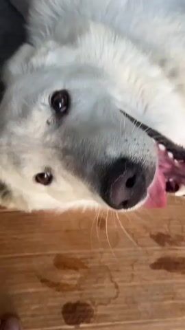 A white dog is lying on its back on a cardboard box. The dog's mouth is open, and its tongue is visible. The dog's eyes are open and looking at the camera. A person's foot is visible in the bottom left corner of the frame. The background is a concrete wall and floor. The video is in color and is shot from a slightly high angle, looking down at the dog. The dog appears to be panting or yawning.