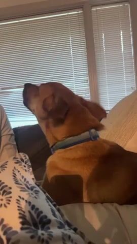 A medium-sized brown dog with a blue and gray collar is sitting on a couch and howling. The dog is facing to the left of the frame. A window with blinds is visible in the background. A person's leg covered in a patterned blanket is in the foreground.