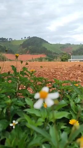 The video displays a landscape view with a focus on foreground foliage and flowers. In the foreground, green leaves and small white and yellow flowers are visible, some of which are out of focus. Behind the foliage, a large area of dry, reddish-brown dirt or soil is present, likely a construction site or cleared land. In the background, rolling hills covered with green trees and some patches of exposed red earth can be seen. The sky is overcast with clouds. There are no people or animals visible in the video. The scene appears to be outdoors in a natural or semi-developed environment.