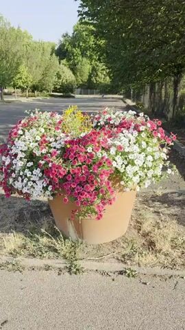 A large terra-cotta pot overflowing with white and pink petunias sits on the edge of an asphalt surface. The flowers are dense and vibrant, spilling over the sides of the pot. In the center of the pot, a cluster of small yellow flowers adds a contrasting color. The background shows a tree-lined area with greenery and dappled sunlight. The scene appears to be outdoors, possibly in a park or garden setting. The camera pans slightly, offering a 360-degree view of the floral display.