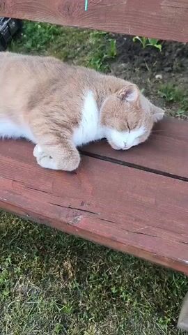 A cream and white cat is sleeping on a wooden bench. The cat yawns and stretches. The bench is outdoors, with grass and dirt visible around it.