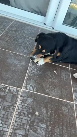 A medium-sized black and tan dog lies on its side on a tiled floor, chewing on a bone. The dog is positioned in the right half of the frame, with its head turned towards the left, gripping the bone in its mouth. The tiled floor has a pattern of squares with a distressed brick-like design. There is some debris scattered on the floor around the dog. In the background, a white door frame or window frame is visible. The lighting suggests an outdoor or semi-outdoor setting, possibly a patio or porch. The dog appears focused on chewing the bone.
