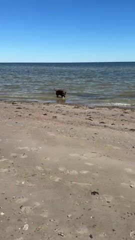 The video shows a brown and white dog on a sandy beach next to a calm ocean under a clear blue sky. The dog is initially standing in the shallow water, and a voice, possibly belonging to an unseen person, tells the dog, "Nielzya. Pit vodu etu. Ti cevo?" The dog then walks out of the water onto the sand. The beach has some seaweed scattered on it, along with numerous footprints. The horizon is visible in the distance where the ocean meets the sky. The camera remains stationary throughout the video.