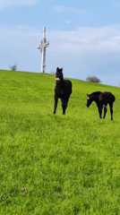 Black horses graze on hillside in Burgas, Bulgaria