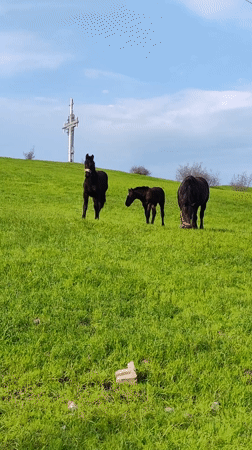 Black horses graze on hillside in Burgas, Bulgaria