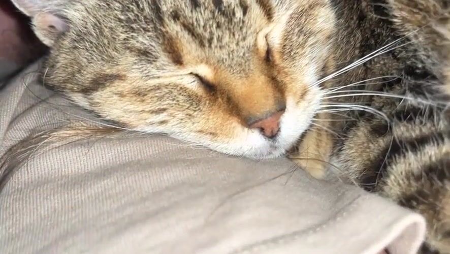 A tabby cat's afternoon in Ruse, start to finish