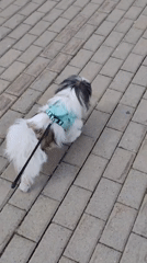 Woman walks small dog along Izhevsk waterfront near hotels