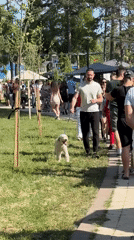 Outdoor market and family gathering observed in Kragujevac park