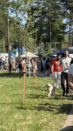 Outdoor market and family gathering observed in Kragujevac park
