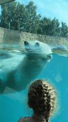 Polar bear and deer at Tallinn Zoo on a summer afternoon