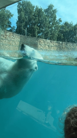 Polar bear and deer at Tallinn Zoo on a summer afternoon