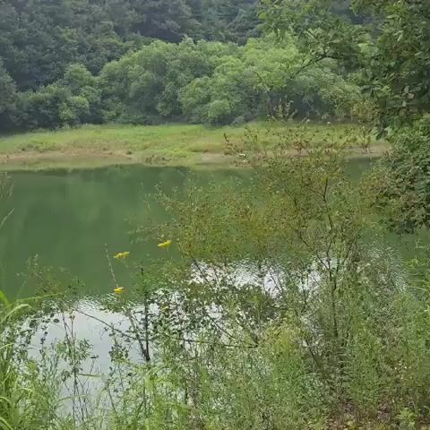 The video begins with a shot of a body of water surrounded by lush green trees. It then transitions to a medium shot of a man from behind as he walks away from the camera on a dirt path. The man is wearing a dark t-shirt and dark shorts. The path is lined with dense vegetation. The camera continues to follow the man as he walks further down the path, with the surrounding trees becoming more prominent in the frame. The video ends with a close-up of the foliage, showing a variety of green leaves and pine needles.