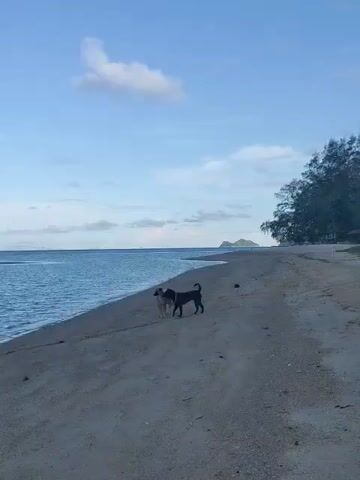 The video shows a beach scene. The sky is blue with a few white clouds. The ocean is to the left with gentle waves. The beach is sandy, and there are some trees on the right side of the frame. Two dogs are standing on the sand near the water's edge. One dog is black and brown, and the other is brown. They appear to be interacting. The scene is peaceful and natural.