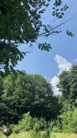 The video shows a view of trees against a blue sky with white clouds. The camera pans across the scene, revealing lush green foliage and a clear sky. The lighting suggests it is daytime, likely a sunny day. The environment appears to be a natural outdoor setting, possibly a park or a forest edge. There are no people or objects other than the natural elements visible in the frame.