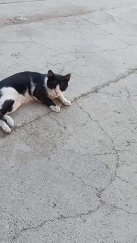 A black and white cat lies on a concrete surface. The cat is lying on its side with its head resting on the ground. The cat appears to be asleep or resting. The concrete surface is cracked and weathered. The lighting suggests it is daytime.