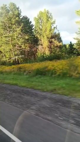 The video shows a view from a moving vehicle, likely a car or bus, traveling along a paved road. The road surface appears to be asphalt with some gravel or dirt at the edge. To the right of the road, there is a strip of green grass and a dense line of tall trees, primarily pine trees with some deciduous trees interspersed. The trees are lush and green, suggesting a summer or late spring setting. Small yellow wildflowers are visible in patches among the grass and at the base of the trees.

A utility pole or signpost is visible on the right side of the road, with a blue and white sign attached to it. Further down the road, another signpost with a blue sign and a white arrow pointing to the left is visible. The sun is casting warm light on the scene, indicating it is likely late afternoon or early morning. The perspective is slightly angled, with the road occupying the lower portion of the frame and the natural landscape filling the upper portion. There are no people or animals visible in the video. The motion of the vehicle creates a slight blur, especially in the foreground.