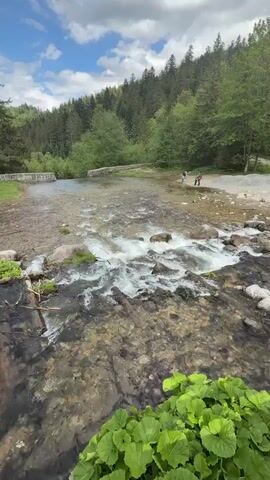 A clear, rocky river flows through a natural landscape in Zakopane, Poland, under a partly cloudy sky. The water in the foreground is shallow, revealing the riverbed, and creates small rapids as it cascades over rocks. Lush green plants with large leaves are visible in the immediate foreground, adding to the vibrant natural setting. In the background, a dense forest of evergreen trees covers the hillsides, and several people are seen in the distance along the riverbank, enjoying the outdoor environment. The scene captures a serene daytime view of a pristine river valley.