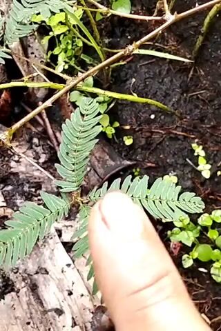 The video shows a close-up, slightly shaky view of a small plant with compound leaves resting on dark soil and debris. The plant's leaves are a vibrant green and appear to be sensitive, as they are partially closed. The surrounding environment is natural and appears to be a forest floor with fallen leaves, twigs, and dirt. There is no visible human presence or interaction with the plant.