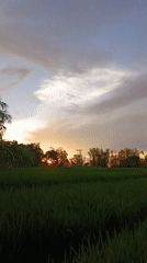 Sunset captured over green rice fields June 9