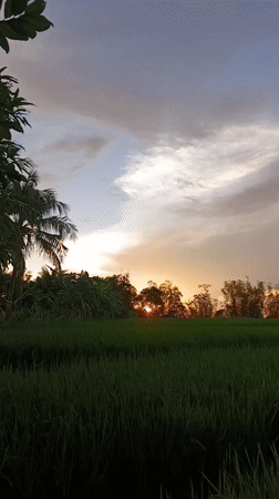 Sunset captured over green rice fields June 9