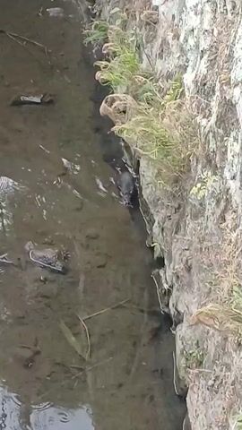 A dark-colored animal, possibly a rat or rodent, is swimming in shallow, murky water next to a rocky embankment. The animal is facing towards the right of the frame and appears to be moving forward. Some green vegetation is growing along the top of the embankment, and there are various debris items floating in the water. The water is relatively still, with some ripples around the animal.