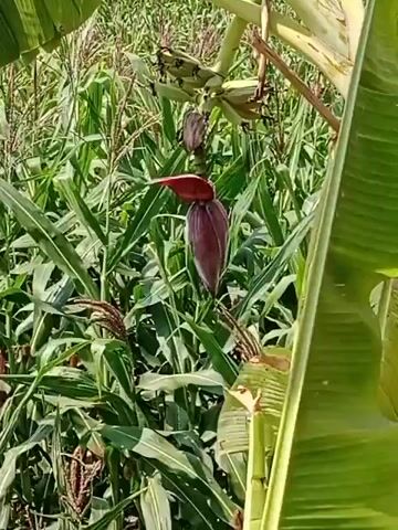 The video shows a close-up view of a banana flower hanging from a banana tree. The banana flower is deep red and purple, with a pointed tip. It is surrounded by lush green corn stalks. Some small green bananas are visible above the flower. The lighting suggests it is daytime, possibly sunny. The background is a field of corn. There are no people or animals visible.