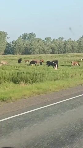 The video shows a herd of cows grazing in a lush green field. The cows are various colors, including brown, black, and white. The field is bordered by trees in the background and a road in the foreground. The sky is clear and blue. The video is filmed from a moving vehicle.