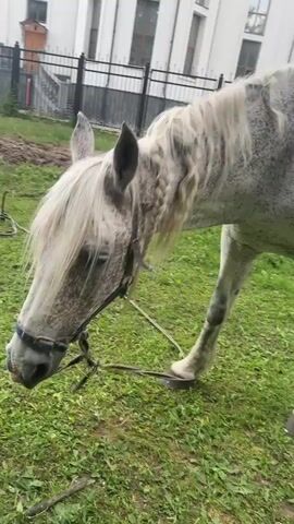 A dappled grey horse with a long, light-colored mane is grazing in a grassy field. The horse is wearing a black halter with a blue strap. Its mane is partially braided in several sections. In the background, a large white building with arched windows is visible, along with a black metal fence. The setting appears to be outdoors on a cloudy day. The horse is focused on eating grass. There is no visible text in the media.