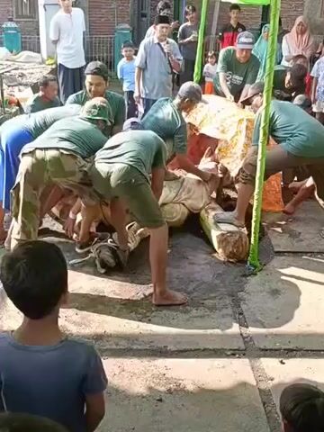 The video shows a group of men in green t-shirts restraining a large animal, possibly a cow or bull, which is lying on the ground with its legs tied. They are working to keep it still, while a man in the background speaks into a microphone. There are several children watching the scene. The event takes place outdoors in what appears to be a communal area, possibly near a mosque or community center, with a tent-like structure erected in the background. The ground is concrete.